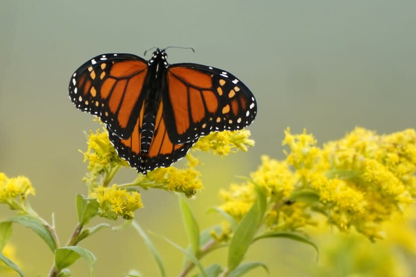 ARCHIVO - Una mariposa monarca se detiene en un campo de varas de oro el 11 de septiembre de 2020, en Shanksville, Pensilvania. (AP Foto/Gene J. Puskar)