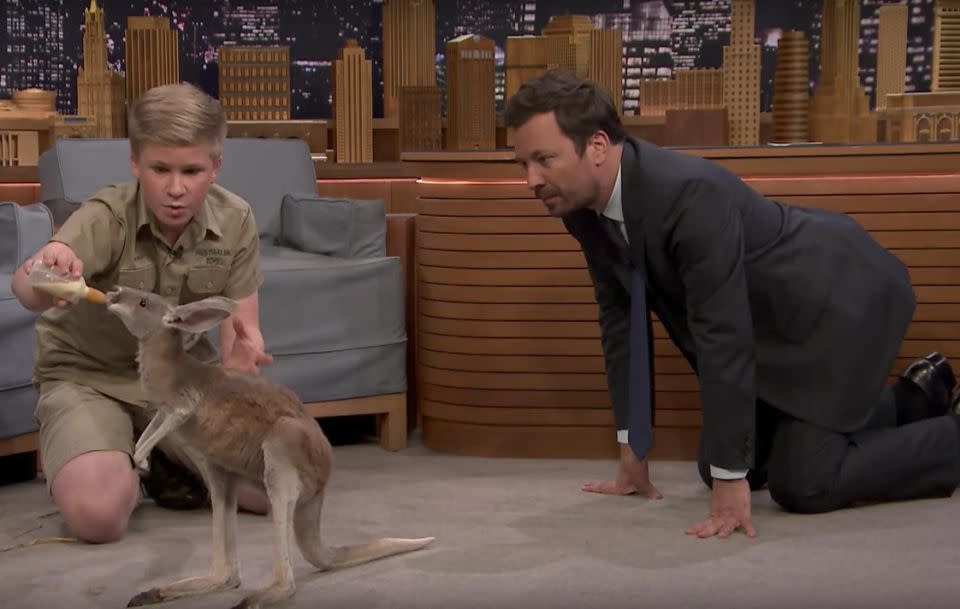 Jimmy kneels down to feed the kangaroo.  Source: The Tonight Show