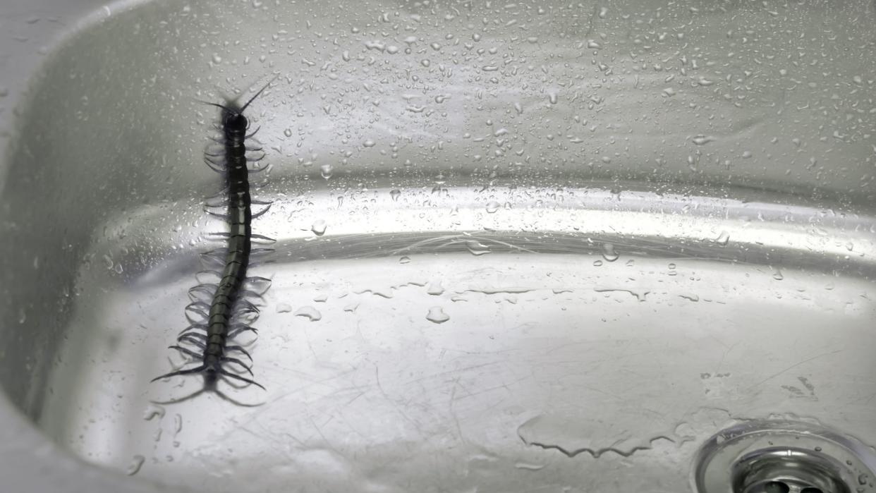  A centipede inside a house. 