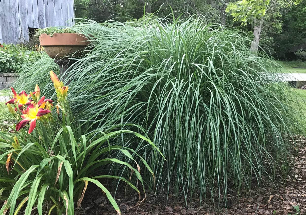 Miscanthus “Adagio” is a medium-sized ornamental grass sized for foundation beds.