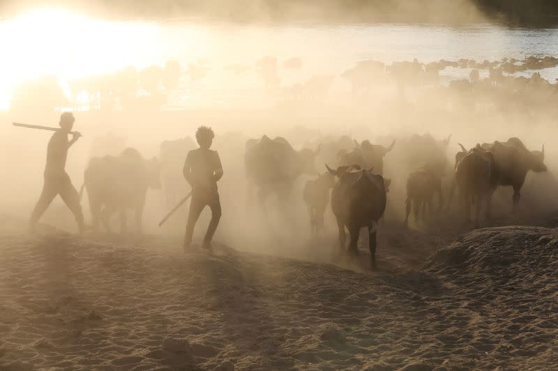 The Wider Image: Drought imperils Iraq's water buffalo and a child's way of life