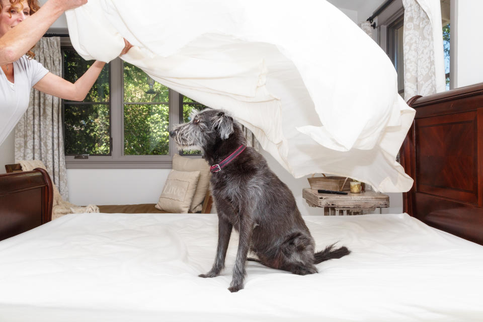 Schlafen Haustiere im Bett, sollte die Bettwäsche unbedingt öfter gewechselt werden (Bild: Getty Images)