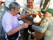 <p>Diane McJennette is reunited with her 18 year old Corgi-Chihuahua mix Goldie, after a night at an evacuee shelter at William S. Hart High School in Santa Clarita, Calif., on July 25, 2016. (AP Photo/Christopher Weber)</p>