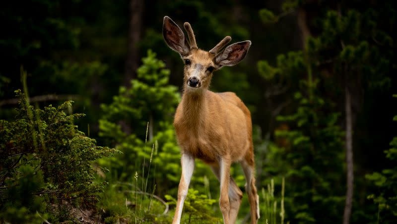 A deer walks near the headwater of the Colorado River in Rocky Mountain National Park in Colorado on Thursday, July 14, 2022.