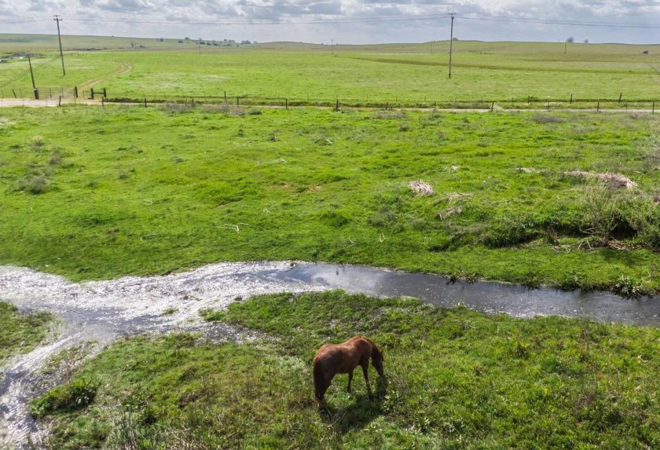 A horse forages along a creek south of Folsom and El Dorado Hills in March near land owned by Angelo Tsakopoulos. The real estate developer has an ownership interest in 9,500 acres in the area, and is proposing 8,000 new homes along the Sacramento-El Dorado County line.