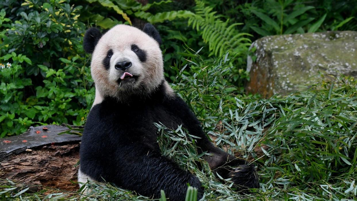 Eine App zur Gesichtserkennung soll Artenschützern künftig helfen, einzelne Pandas zu identifizieren. Foto: Zhang Guojun/XinHua