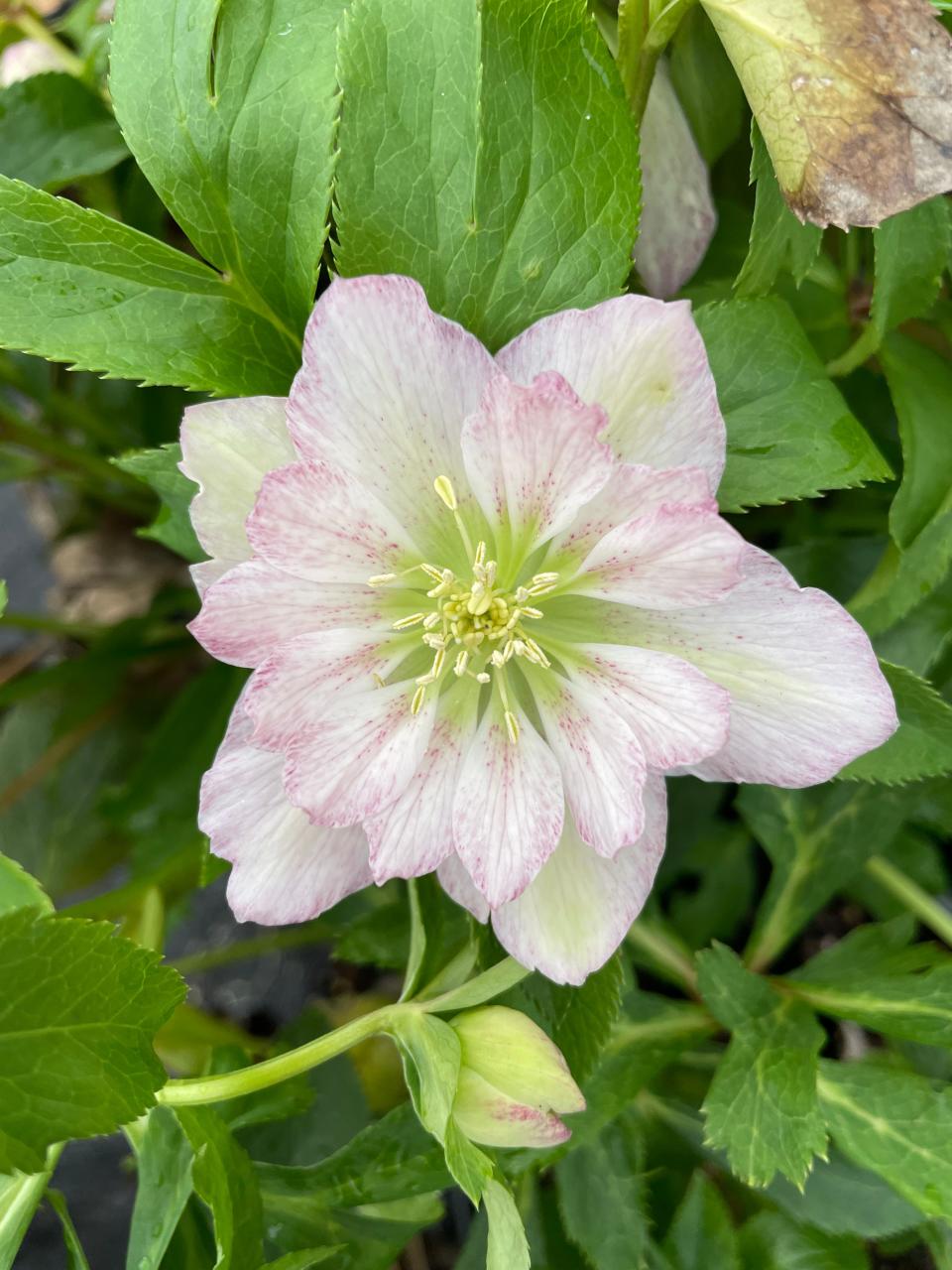 The Southern Belles series of Lenten Rose offers double flowers in a number of colors from January through early April.