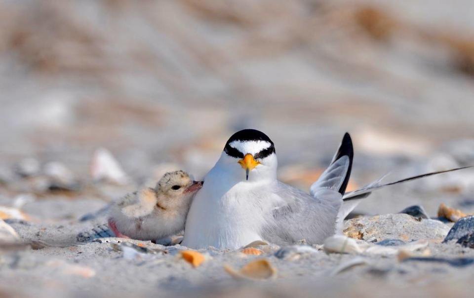 A least tern is shown with one of its chicks on Hutaff Island. Least terns are one of the threatened birds that spend time on the spit of land just south of Topsail Island, which conservation groups announced Thursday will be conserved in perpetuity.