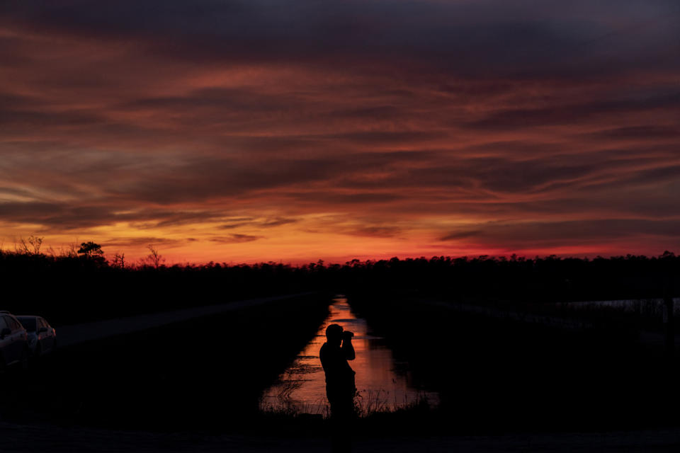 Ron Sutherland, a biologist with the Wildlands Network, looks through binoculars for red wolves in the Alligator River National Wildlife Refuge, Thursday, March 23, 2023, near Manns Harbor, N.C. "The red wolf program was a tremendous conservation success," says Sutherland. "It was the first time that a large carnivore had been returned to the wild after being driven extinct, anywhere in the world." (AP Photo/David Goldman)