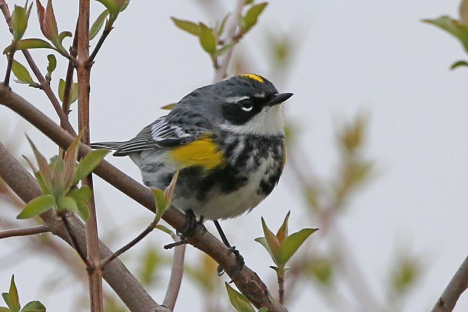 Yellow-rumped warbler.