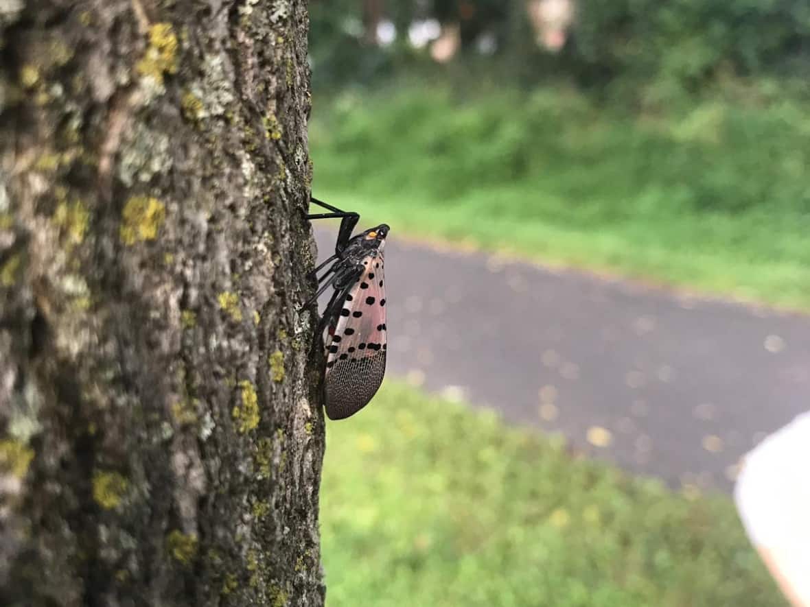The spotted lanternfly is an invasive species from Southeastern Asia that poses a threat to Ontario's wine-growing industry. (Courtesy of the Invasive Species Centre - image credit)