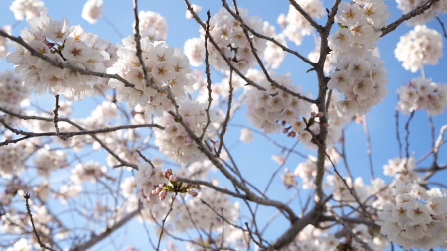 Cherry Blossoms blooming at near the Salt Lake Capitol Building on April 3, 2024