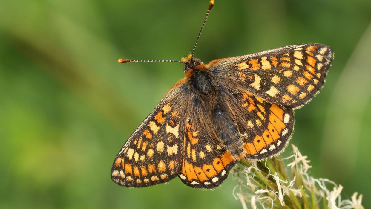 Marsh Fritillary butterfly on grass 