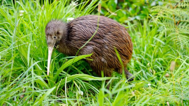 PHOTO: FILE - A kiwi bird in a zoo (Oliver Strewe/Getty Images, FILE)