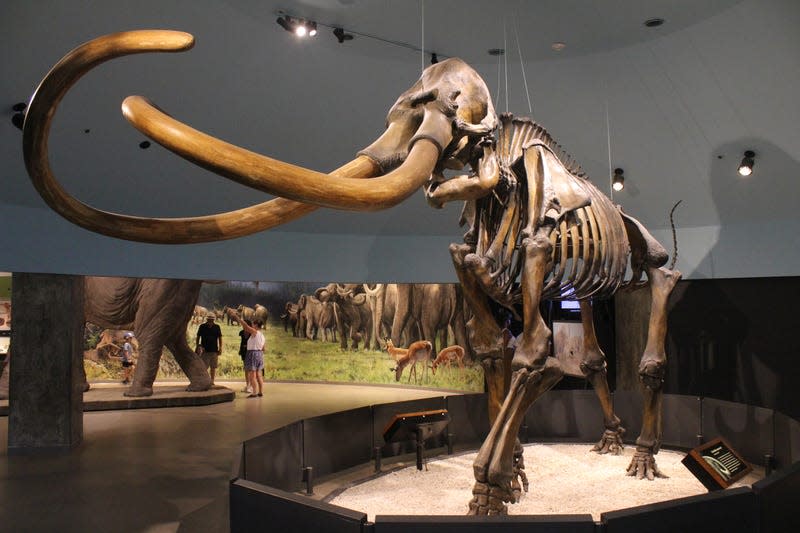 A Columbian mammoth skeleton found at the site. - Photo: <a class="link " href="https://en.wikipedia.org/wiki/La_Brea_Tar_Pits#/media/File:Mammuthus_columbi_Page.jpg" rel="nofollow noopener" target="_blank" data-ylk="slk:Wikimedia Commons;elm:context_link;itc:0;sec:content-canvas">Wikimedia Commons</a>