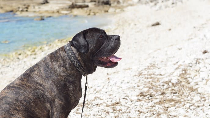 2. Cane Corso