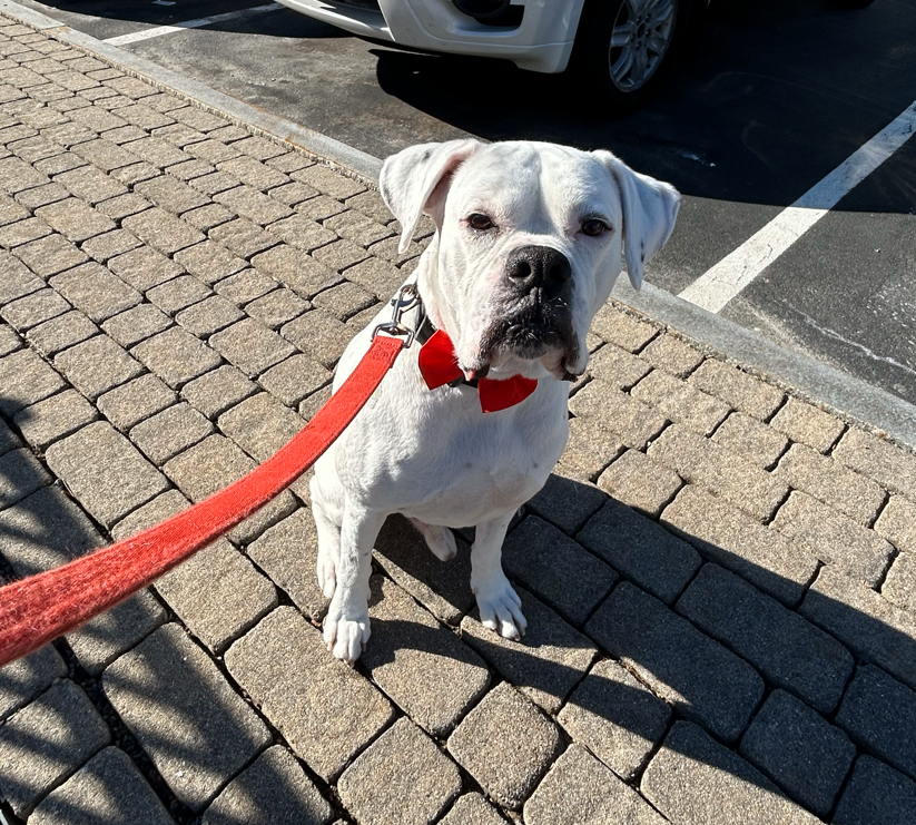 “Everybody who meets Linus falls in love with him right away. He’s just a bundle of joy. He's the sweetest dog in the world," said Linus' owner.