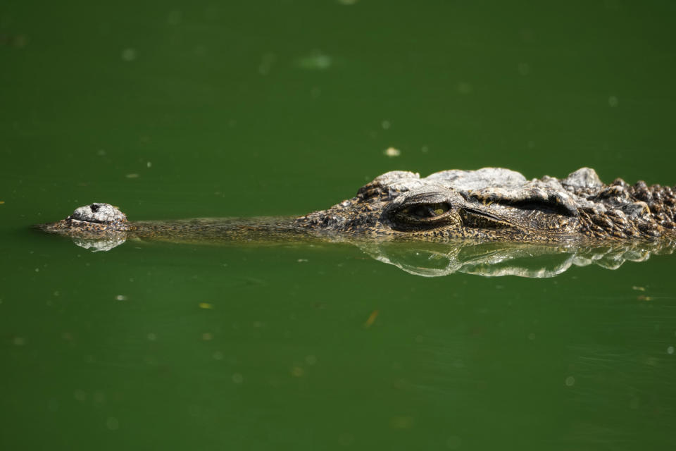 A Siamese crocodile is seen at Siracha Moda Farm in Chonburi province, eastern Thailand on Nov. 7, 2022. Crocodile farmers in Thailand are suggesting a novel approach to saving the country’s dwindling number of endangered wild crocodiles. They want to relax regulations on cross-border trade of the reptiles and their parts to boost demand for products made from ones raised in captivity. (AP Photo/Sakchai Lalit)