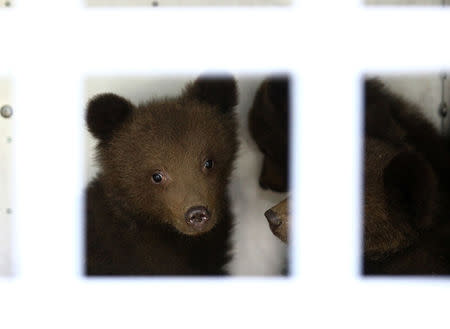 Three bear cubs who were found by the Bulgarian authorities in the wild and rescued at the Dancing Bears Park are pictured inside a bus near Belitsa, Bulgaria, May 23, 2018, before their relocation to a bear orphan station in Greece. REUTERS/Stoyan Nenov