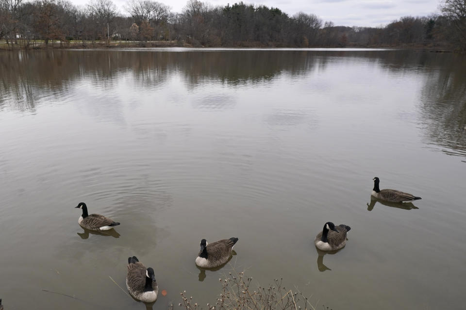 Canadian geese sit in Lower Shaker Lake, Tuesday, Dec. 7, 2021, in Cleveland Heights, Ohio. A plan to remove Horseshoe Lake Dam, return the area to a free-flowing stream and rebuild Lower Shaker Lake Dam faces backlash from community members who formed a nonprofit to try to save Horseshoe Lake. (AP Photo/Tony Dejak)
