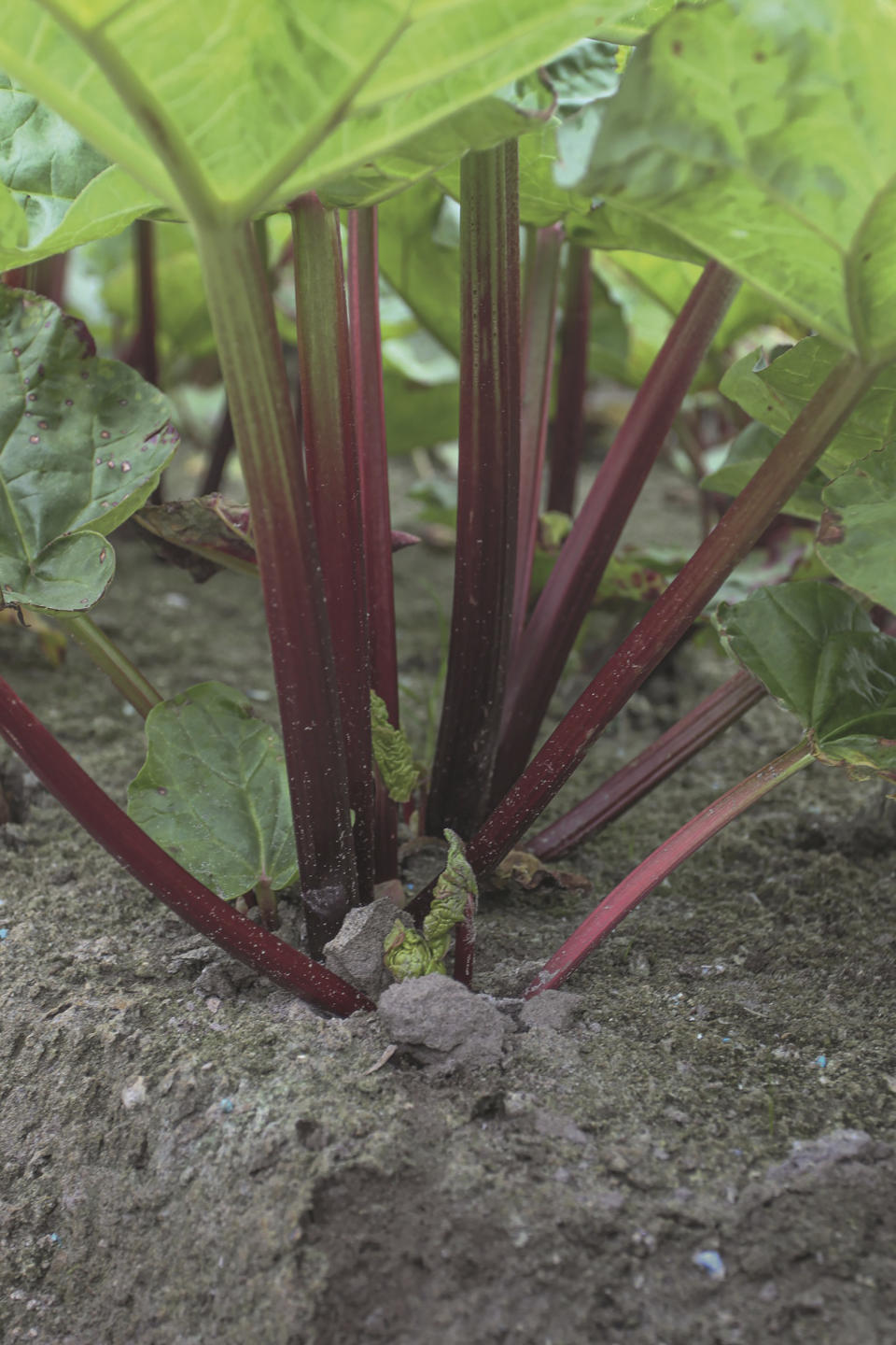 This image provided by Ball Horticultural Company shows a "Canada Red" rhubarb plant. (Ball Horticultural Company via AP)