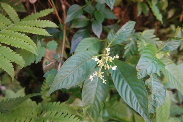 影像台灣 台東生態之美 小花蛇根草 Ophiorrhiza Kuroiwae