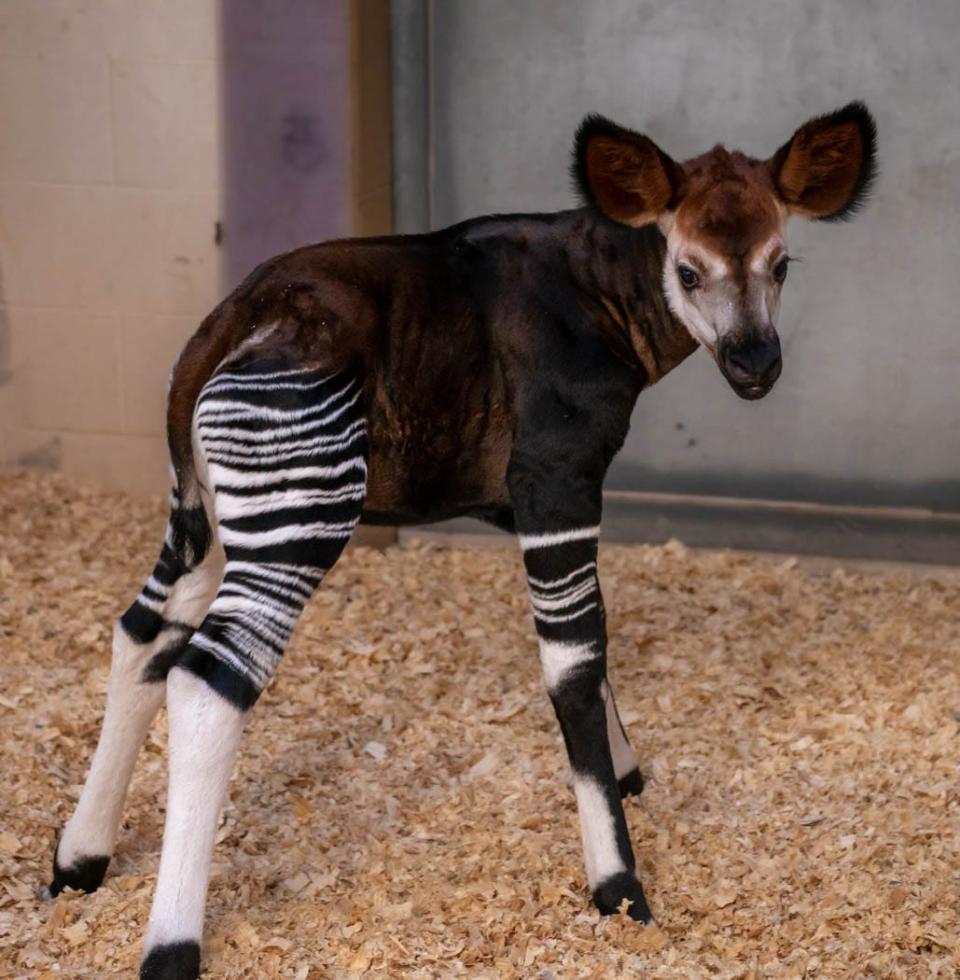 The Oklahoma City Zoo and Botanical Garden is celebrating the birth of a rare, endangered okapi calf. The male calf is the first offspring born to mother, Kayin, 6, and father, Bosomi, 4.
