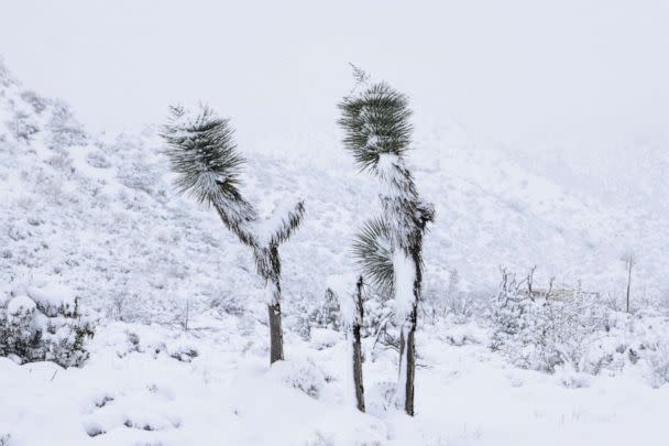 PHOTO: Desert flora is covered in snow in Phelan, Calif., on Feb. 25, 2023. (David Swanson/Reuters)