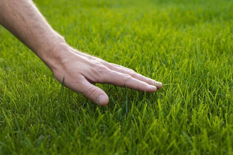 Human palm touching lawn grass low angle view