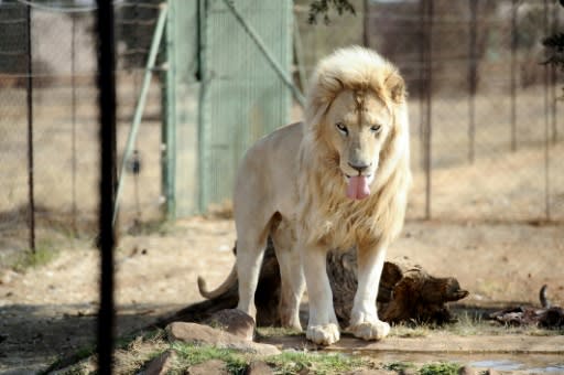 The lion breeding industry has warned that thousands of jobs would be lost if South Africa's parliament ends their commerical operation