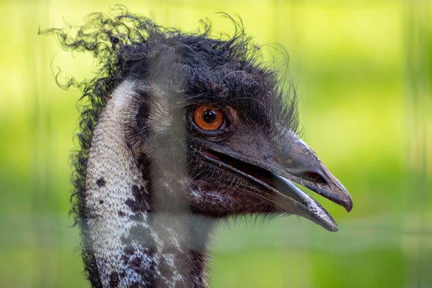 An alleged drunk driver in Malmesbury, England, was arrested after an encounter with the world's second-largest bird. (Photo: vinisouza128 / 500px via Getty Images)