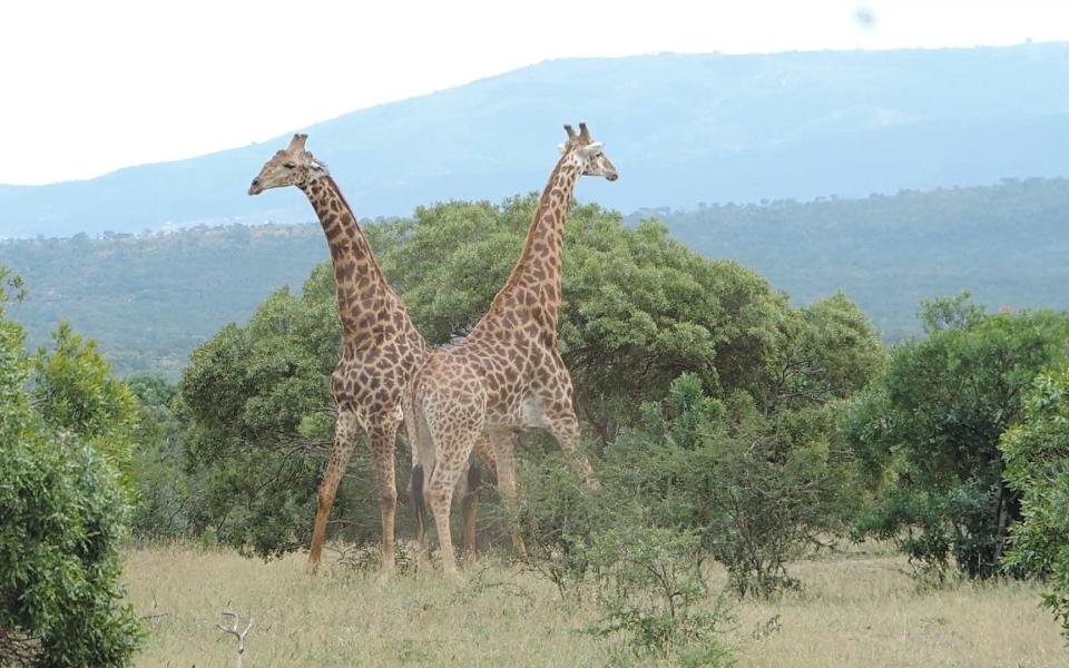 The Hluhluwe Imfolozi park  - Credit: Wild Life Tours Africa/Barcroft Media 