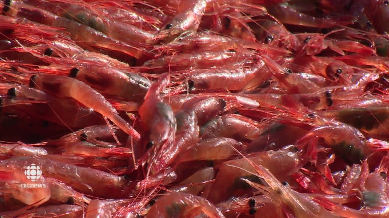 A shrimp apocalypse? Anything is possible, says DFO scientist