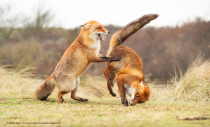 Now these furry favourites are trying hard but their dancing skills just aren't up to scratch. (Alastair Marsh/Comedy Wildlife Photo Awards 2019)