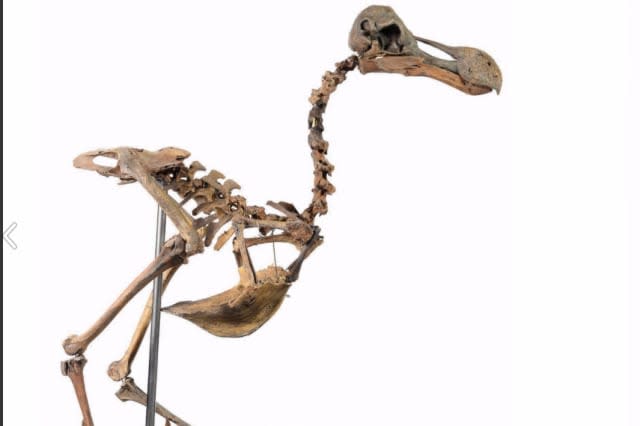 Guess how much this dodo skeleton costs