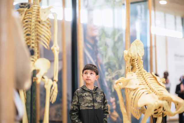 <p>Courtesy of The Legacy Untold</p> Bobby taking in the skeleton display at the Dian Fossy Ellen Degeneres Camp