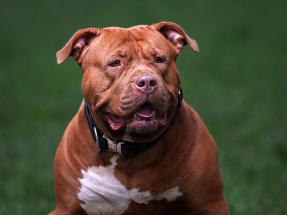It is now illegal to breed XL Bully dogs or to own one without a certificate of exemption (Getty)
