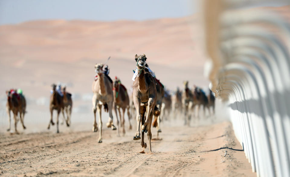 <p>Camels race during the 2018 Moreeb Dune Festival in the Liwa desert, some 250 kilometers west of Abu Dhabi. (Photo: Karim Sahib/AFP/Getty Images) </p>