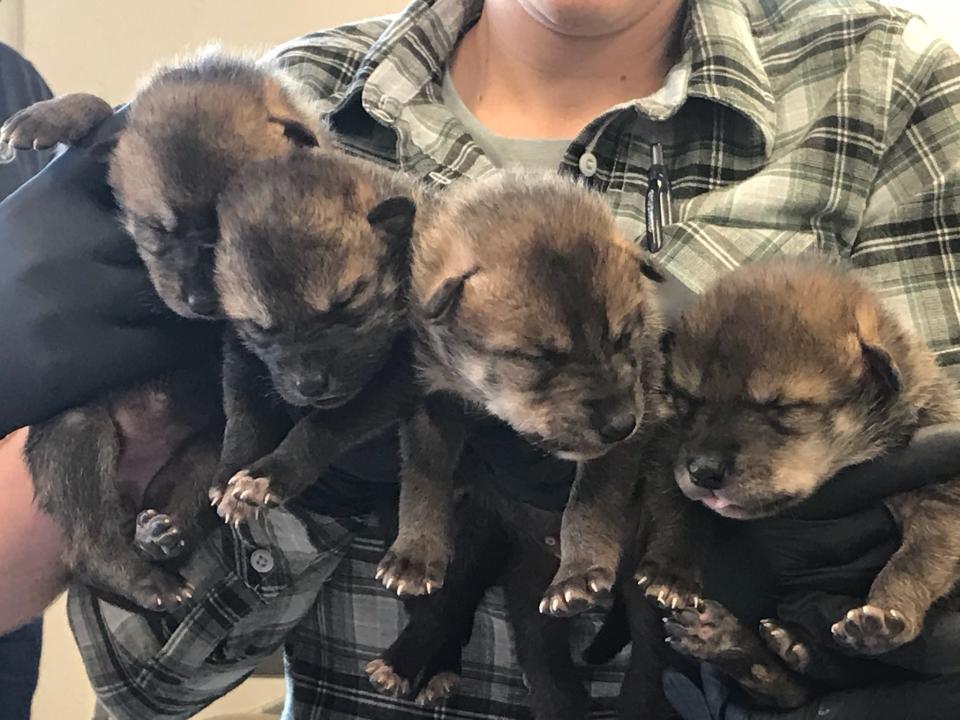 FILE - In this April 18, 2019 photo provided by the Endangered Wolf Center in Eureka, Mo., four of six Mexican wolves born recently in captivity are held at the center, after landing in Phoenix, Ariz., for relocation into the wild. A team from the center and U.S. Fish and Wildlife biologists placed them with wolf dens along the Arizona and New Mexico borders, where they will be raised by foster parents in the wild. Officials with the center say the pups add to the population in the wild but also add much-needed genetic diversity. (Endangered Wolf Center/ Rachel Crosby via AP)