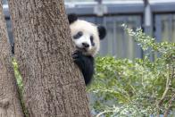 <p>Looking for something to spark some joy? Why not tune into Edinburgh Zoo's 'Panda Cam' and see what the furry creatures are up to. </p><p><a class="link " href="https://www.edinburghzoo.org.uk/webcams/panda-cam/" rel="nofollow noopener" target="_blank" data-ylk="slk:WATCH NOW;elm:context_link;itc:0;sec:content-canvas">WATCH NOW</a> </p>