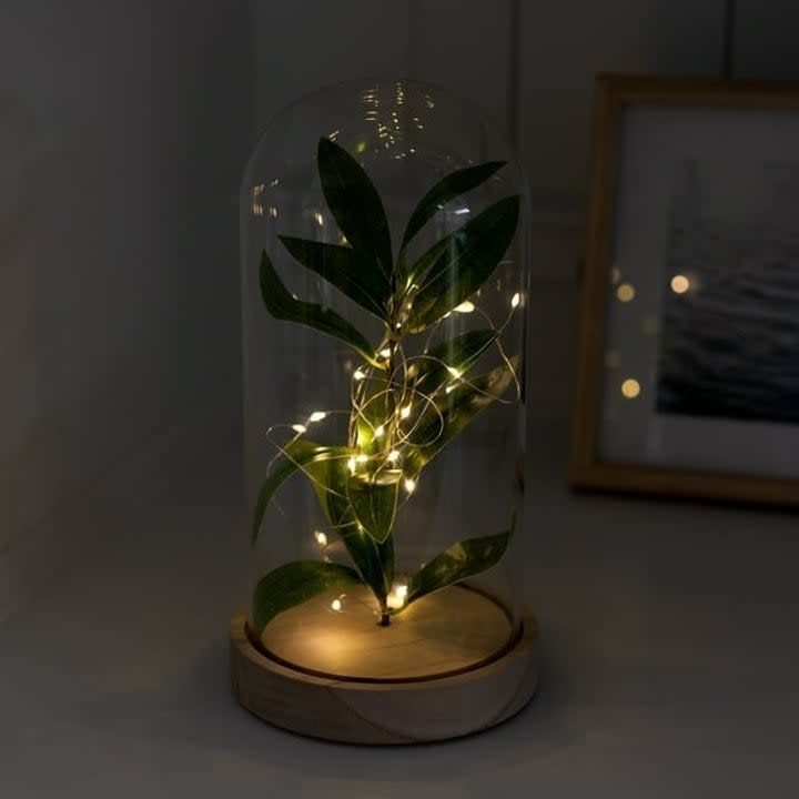 plant with lights in glass jar in the dark