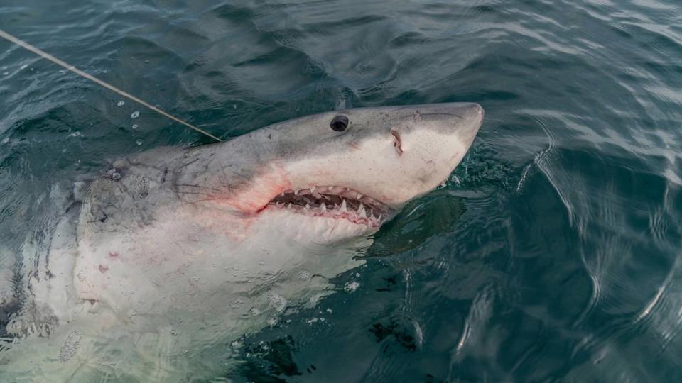 “LeeBeth” was the first white shark of the season that Hilton Head Charter Captain Chip Michalove tagged and released on Friday, Dec. 8, 2023. She weighed between 2,600 and 2,800 pounds, was about 14 feet long and her journey can be tracked on the Sharktivity app.