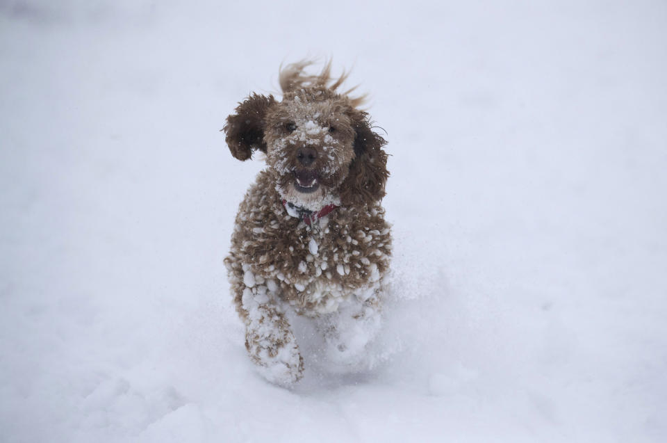 Williow, a 1 year old Cockerpoo, enjoys the snow at Wye National Nature Reserve near Ashford, southern England, Sunday Feb. 7, 2021. Heavy snow is predicted for the coming days and set to bring disruption to south-east England as bitterly cold winds grip much of the nation. (Andrew Matthews/PA via AP)