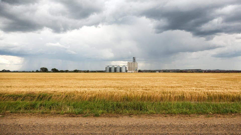 Wheat fields and grain elevator in Sidney, Montana during a rain storm on a summer day.