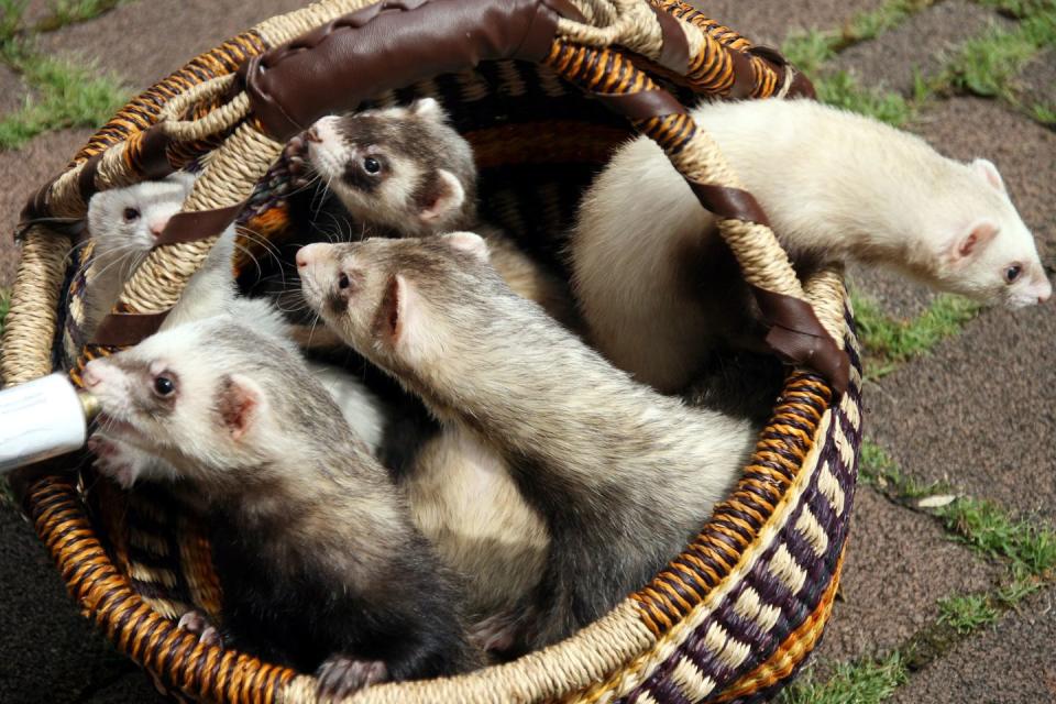 fun facts business group of ferrets