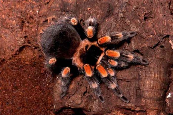 This stunning tarantula is called Mexican red knee (Brachypelma smithi). It lives mainly on the Pacific coast of Mexico, resides in burrows, hurrying out to prey on insects, small frogs, lizards, and mice.