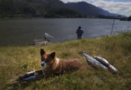 A dog named Kaloua sits next to freshly caught salmon along the Columbia River on Monday, June 20, 2022. (AP Photo/Jessie Wardarski)