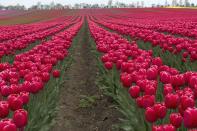 Red tulips blossom in a field in Germany.