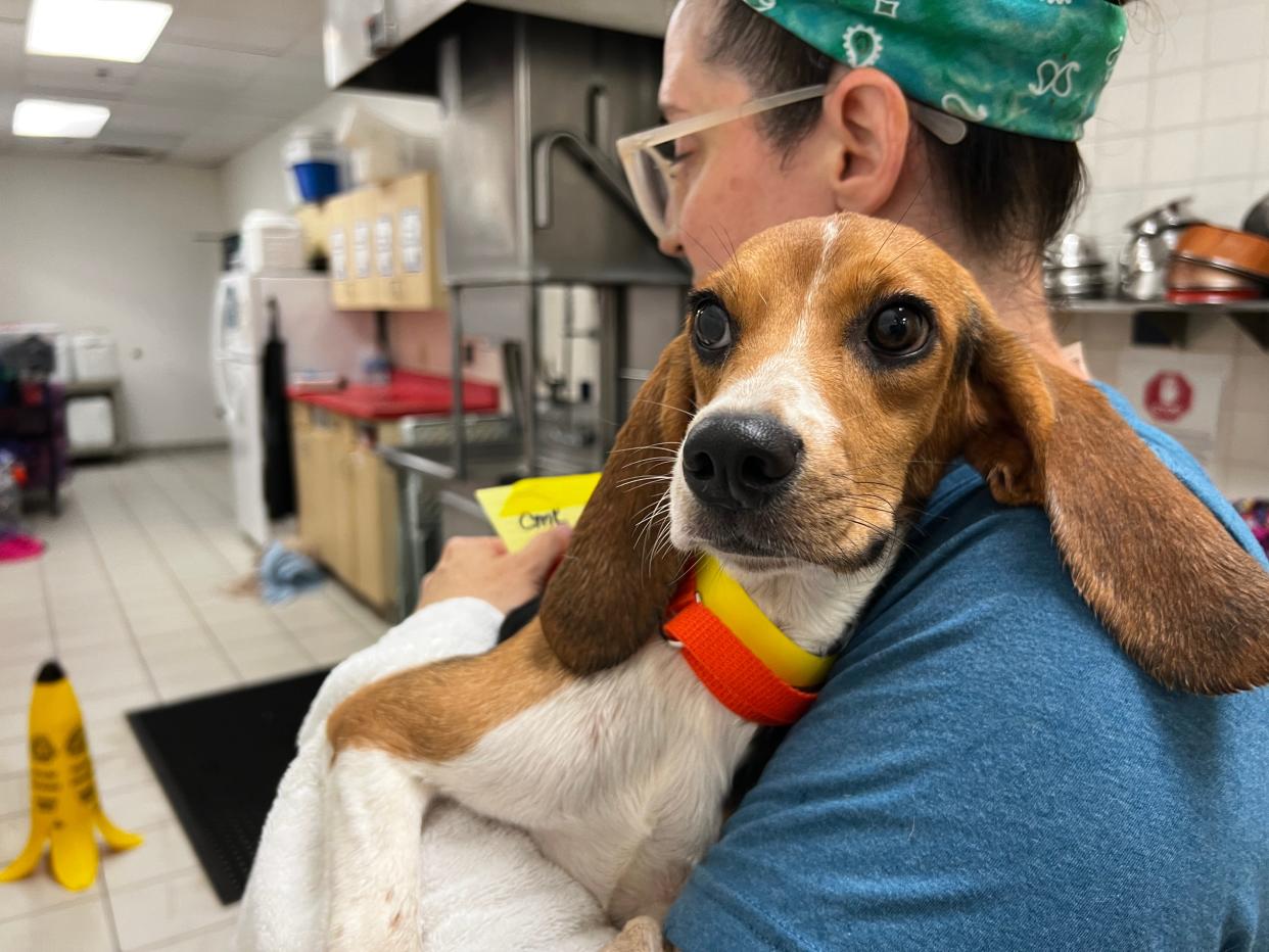 Beagles will get vet checkups before being put up for adoption.