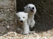 Twin polar bear cubs venture outside in their enclosure at Tierpark Hellabrunn in Munich, March 19, 2014. The 14 week-old cubs born to mother Giovanna and who have yet to be named, made their first public appearance on Wednesday. REUTERS/Michael Dalder (GERMANY - Tags: ANIMALS SOCIETY)